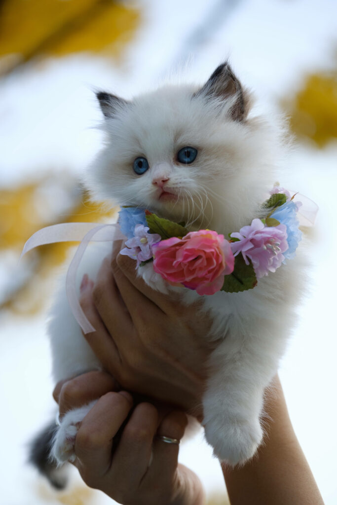 Enchantingly Adorable: A Ragdoll Kitty Blossoming in a Floral Necklace Wallpaper