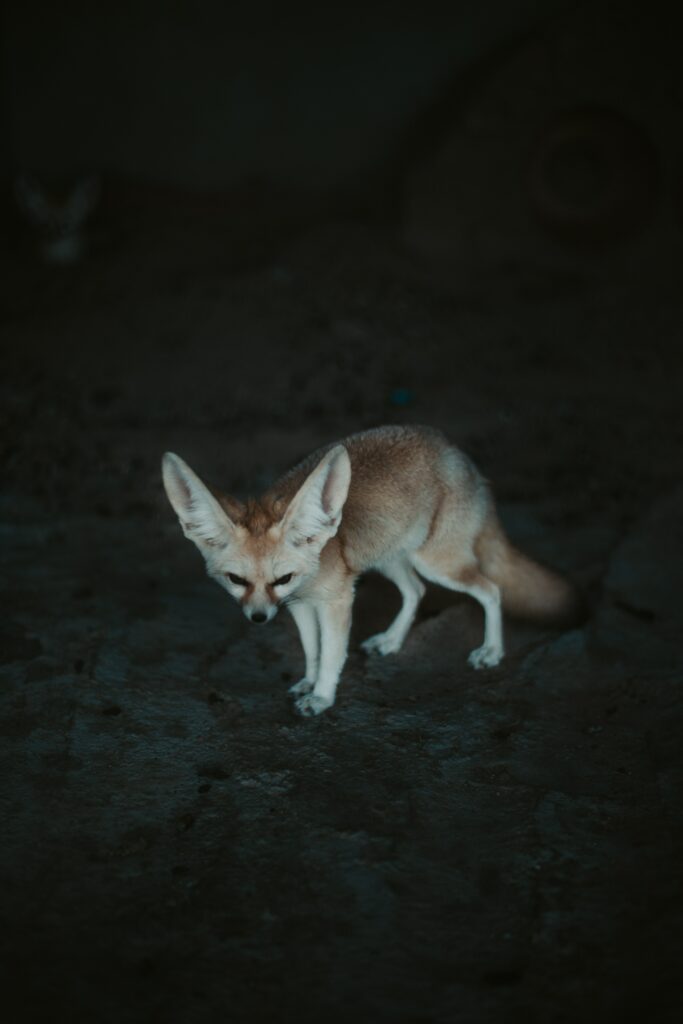 Fennec Fox Wallpaper: Serene Small Animal on Dark Textured Background