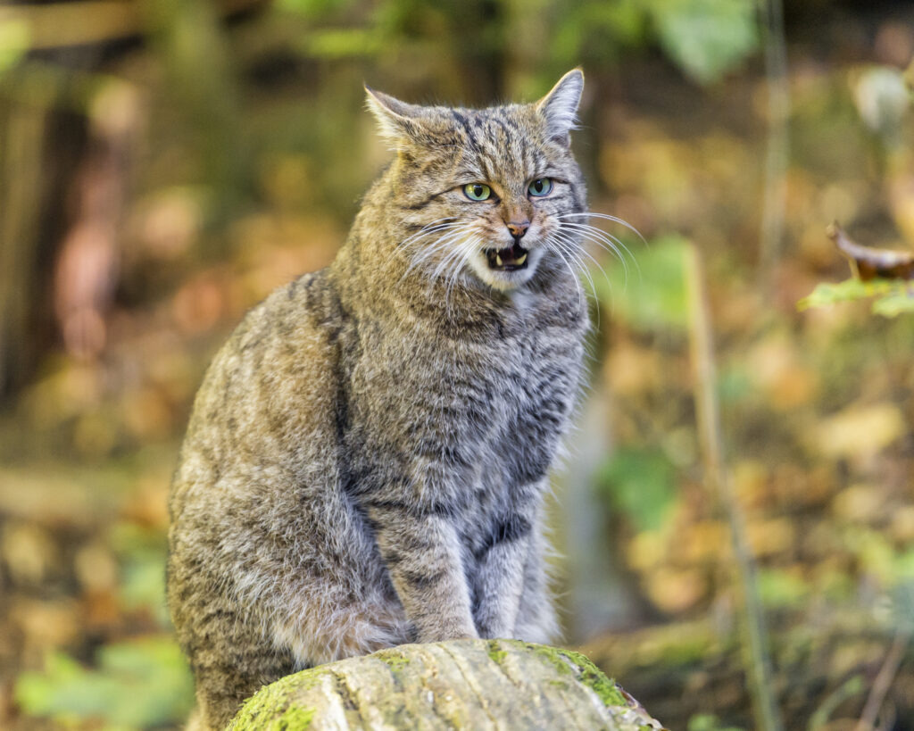 Feral Cat on Log: Wild Forest Wallpaper with Aggressive Stance