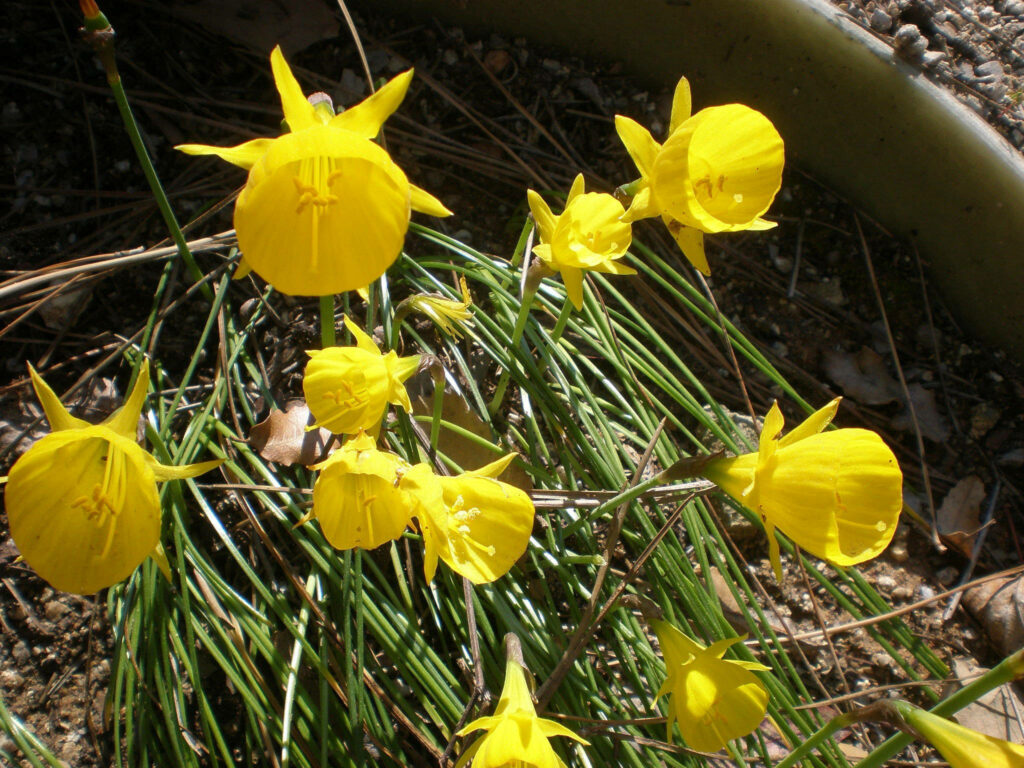 Vibrant Fernandesii Narcissus Wallpaper - Spring Bloom Highlights