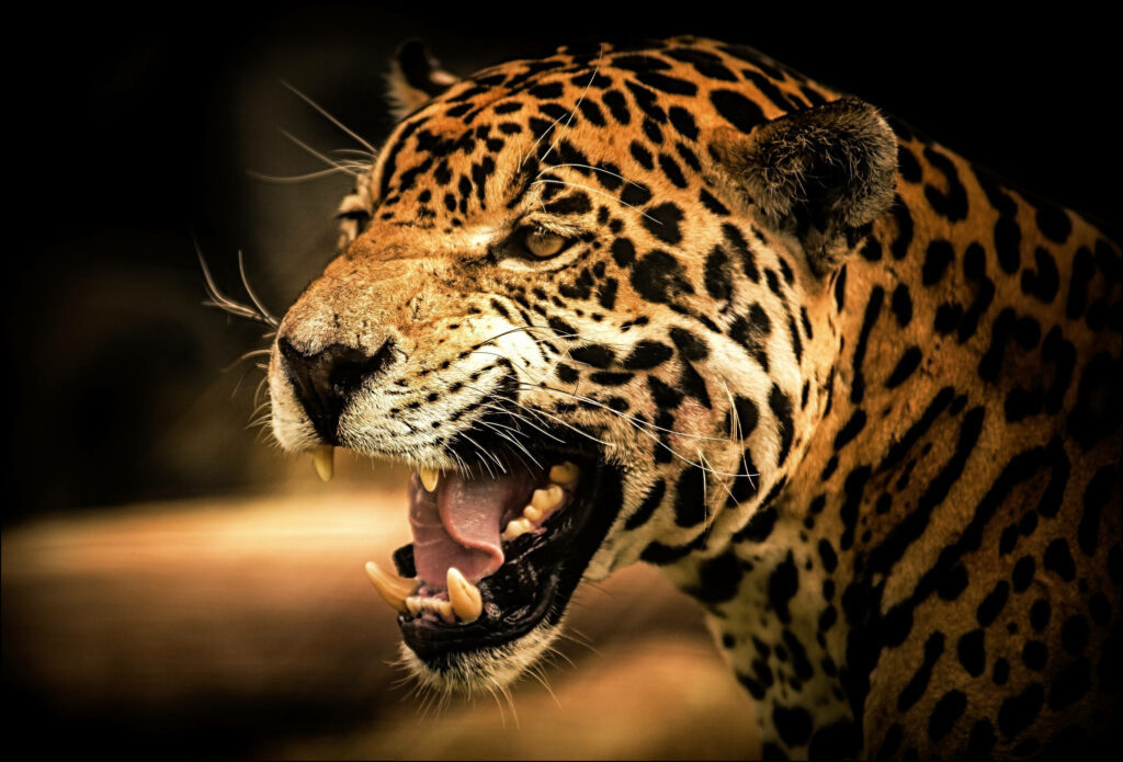 Fierce Beauty: Capturing the Unyielding Wrath of a Majestic Leopard in Striking HD Wallpaper