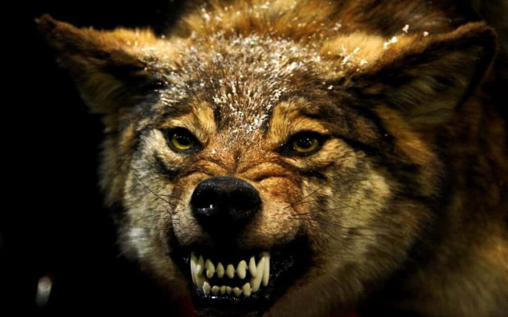 Ferocious Wolf Wallpaper: Untamed Spirit & Intense Expression