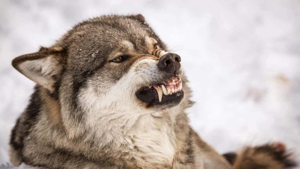 Snarling Wolf Wallpaper: Fierce Nature in Snowy Wilderness