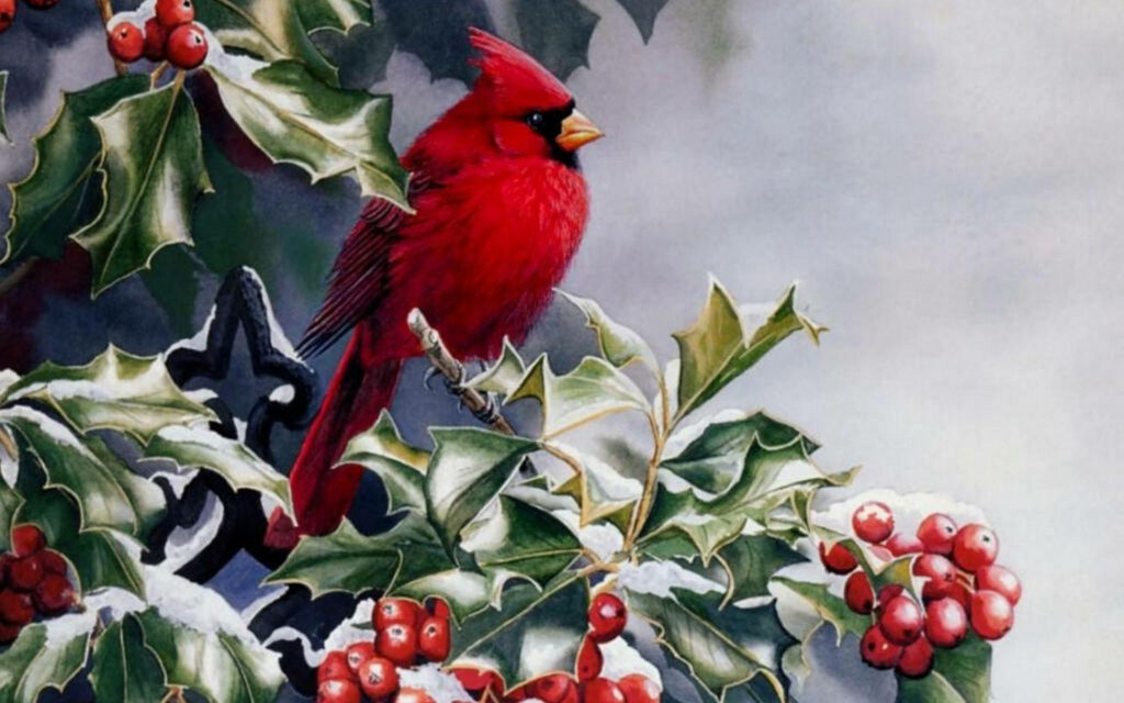 Festive Cardinal Wallpaper: Vibrant Bird Amidst Holly & Winter Background