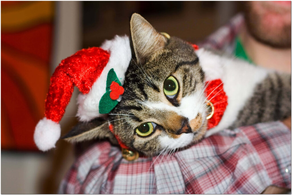 Adorable Cat in Santa Hat Wallpaper for Festive Christmas Cheer