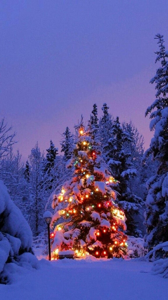 Illuminated Christmas Tree in Snowy Winter Wonderland Wallpaper