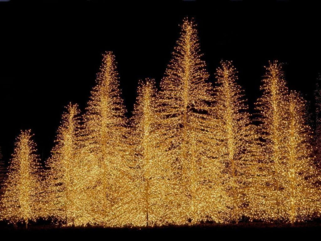 Illuminated Christmas Trees Wallpaper on Dark Background - Festive Glow
