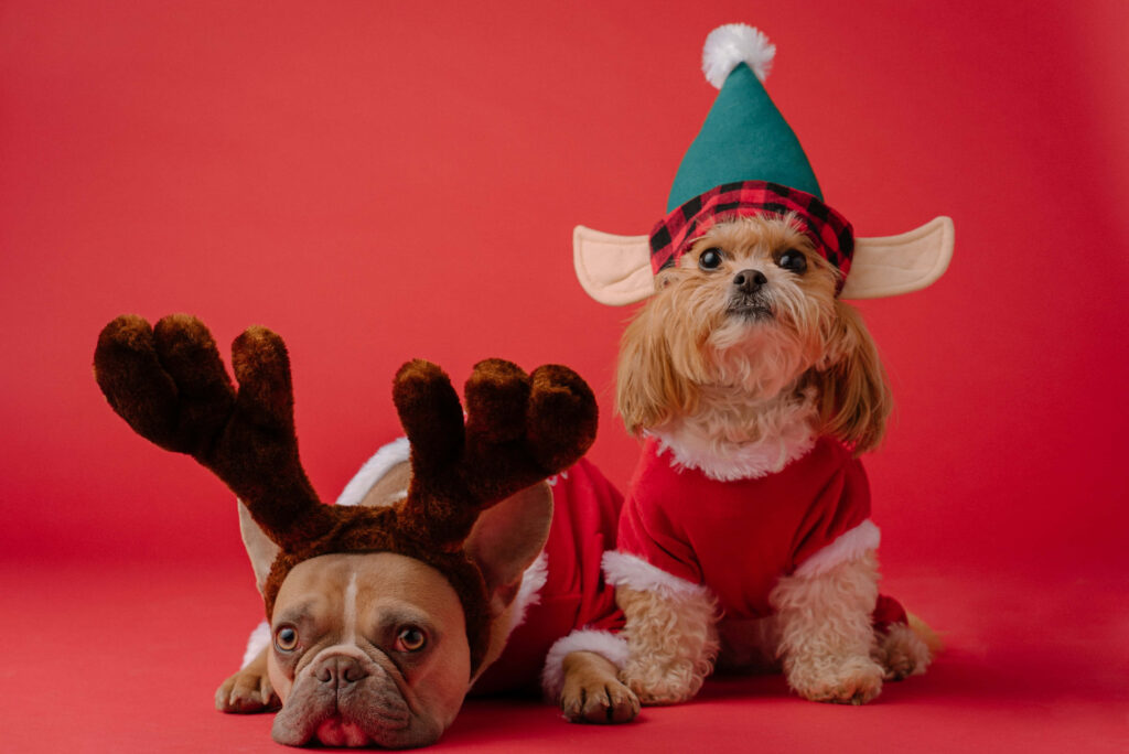 Festive Dogs in Christmas Attire: Adorable Holiday Wallpaper