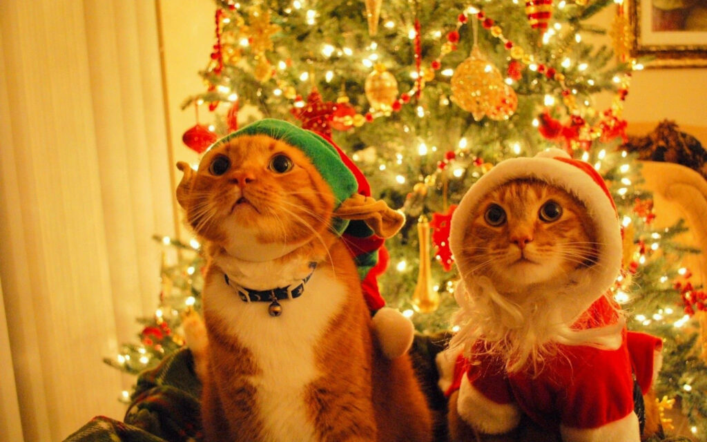 Adorable Cats in Christmas Attire: Festive Wallpaper Background