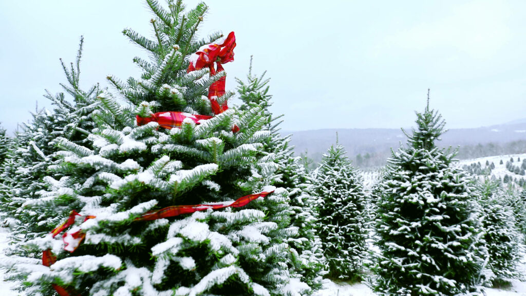 Festive Winter Wonderland: Snowy Evergreen Trees with Red Ribbons Wallpaper