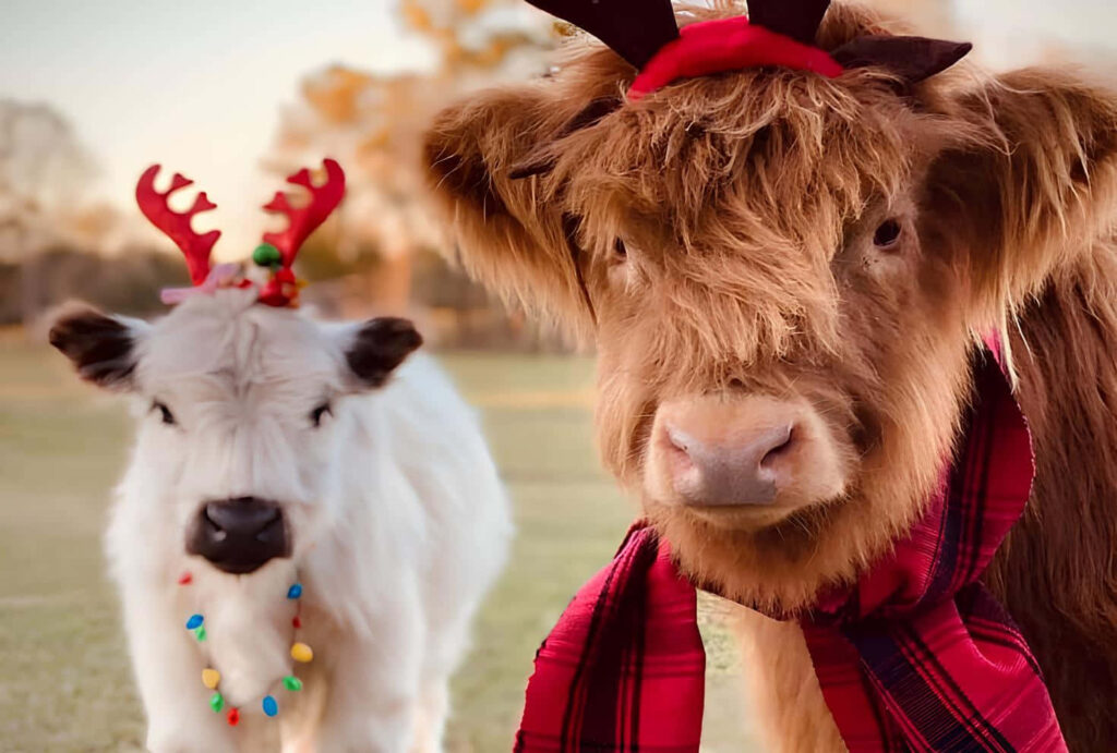 Festive Cow Wallpaper: Holiday Attire & Cheerful Outdoor Scene
