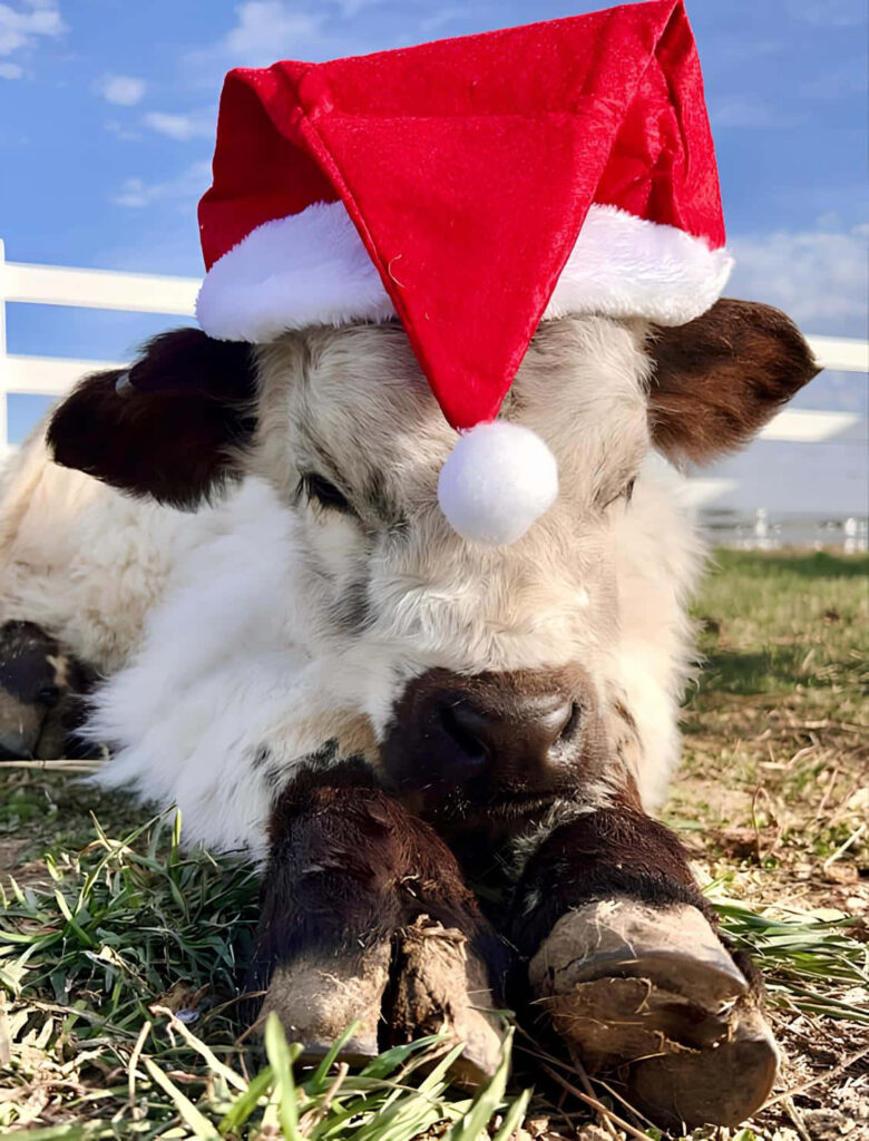 Festive Santa Hat Cow Wallpaper: Holiday Cheer in a Grassy Field
