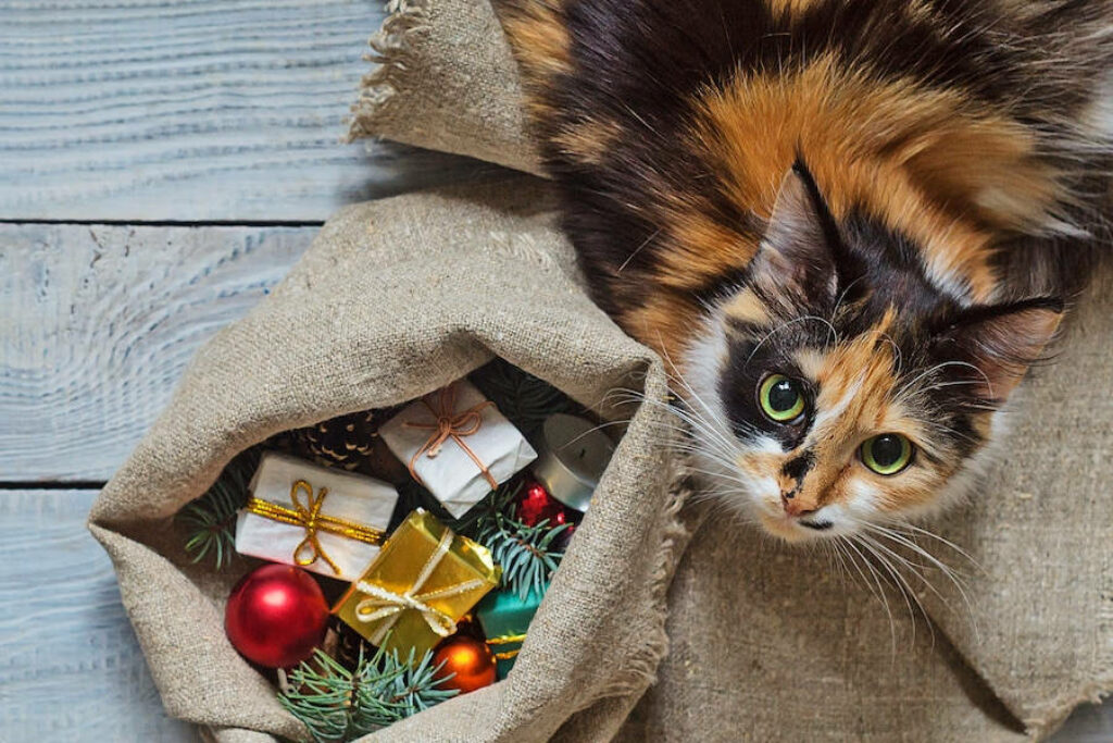 Festive Cat with Colorful Christmas Presents in Cozy Background Wallpaper