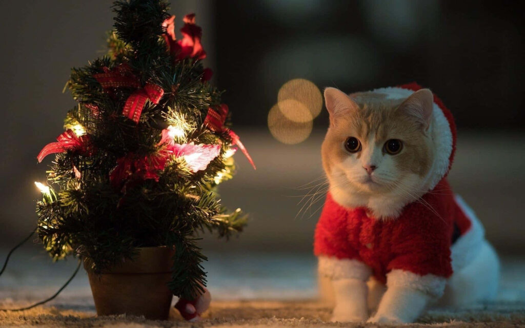 Festive Cat in Santa Outfit by Christmas Tree - Cozy Holiday Scene Wallpaper