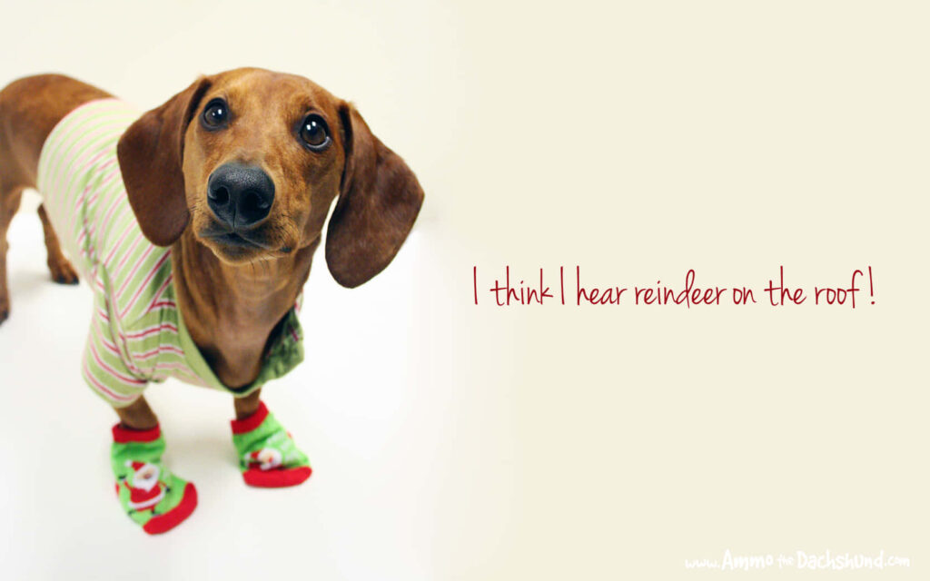 Adorable Dachshund in Holiday PJs - Festive Wallpaper Design