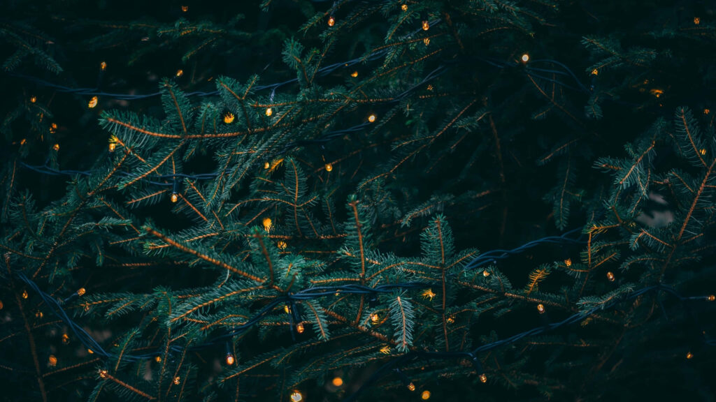 Festive Dark Evergreen Branches with Glowing String Lights Wallpaper