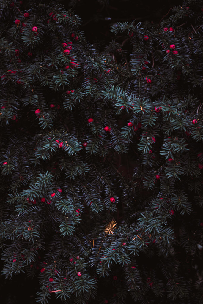 Festive Dark Green Evergreen Wallpaper with Red Berries Background