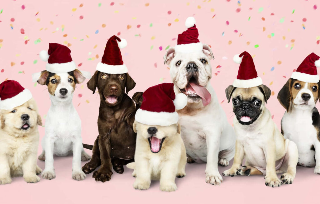 Festive Dog Wallpaper: Santa Hats & Confetti for Holiday Cheer