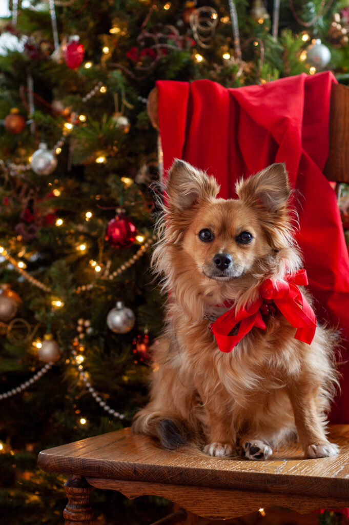 Festive Dog Wallpaper: Adorable Pup & Spruce Tree Cheer