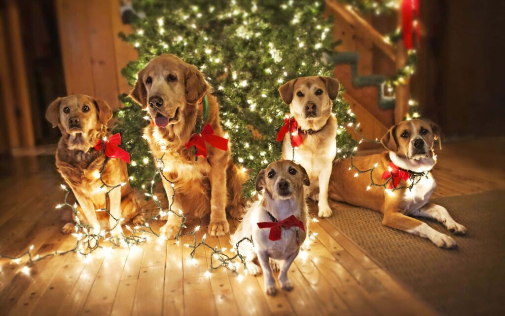 Cheerful Dog Wallpaper: Pups with Christmas Lights & Bow Decor