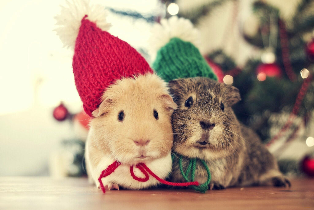 Adorable Guinea Pigs in Santa Hats Amid Cheerful Holiday Background Wallpaper