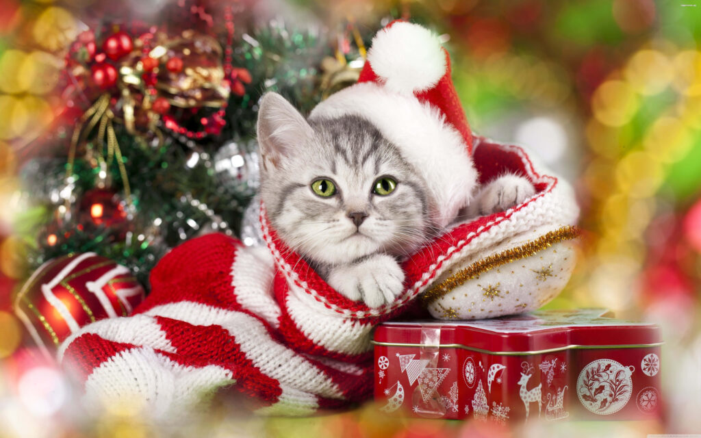 Adorable Kitten in Santa Hat: Cozy Holiday Wallpaper Background