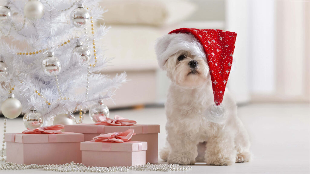 Festive Laptop Wallpaper: Fluffy Dog in Santa Hat & Christmas Tree