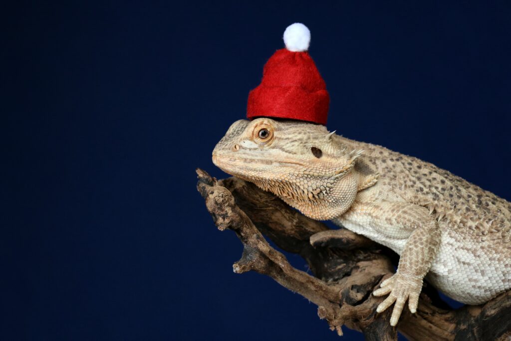 Festive Lizard in Santa Hat: Whimsical Holiday Wallpaper