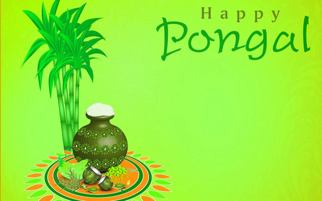 Festive Moss Green Pongal wallpaper with clay pot rice sugar cane coconuts and rangoli design