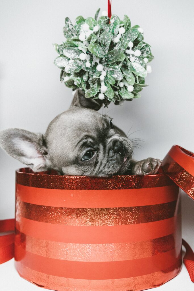 Festive Puppy in Gift Box with Mistletoe - Cheerful Holiday Wallpaper