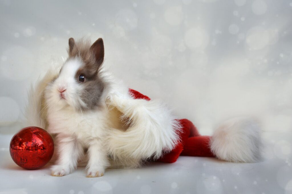 Adorable Rabbit in Santa Hat - Festive New Year Wallpaper Background