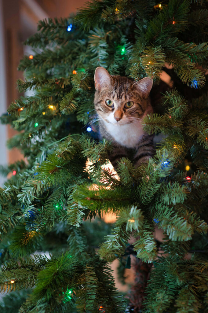 Festive Tabby Cat in Christmas Tree - Holiday Wallpaper Background