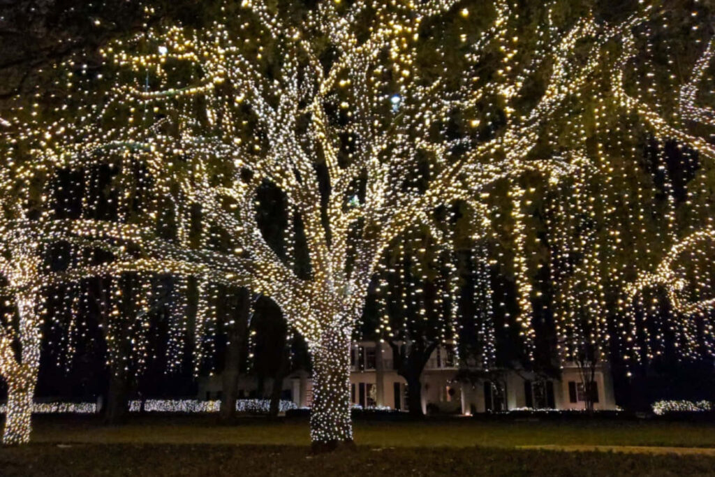 Festive Background: Tall Tree with Glowing Yellow Lights Decor Wallpaper