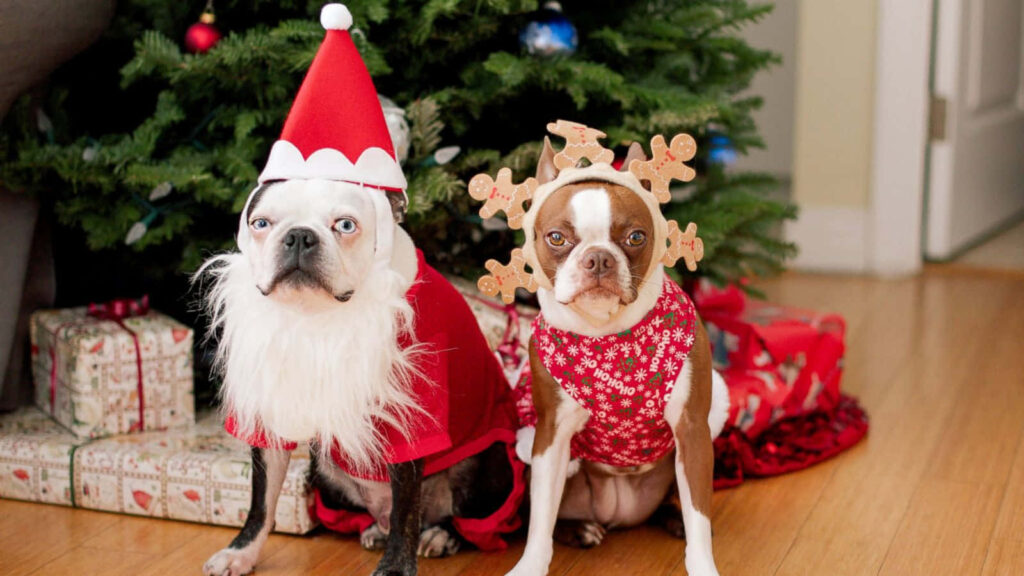 Adorable Christmas Dogs: Santa & Reindeer Wallpaper Background