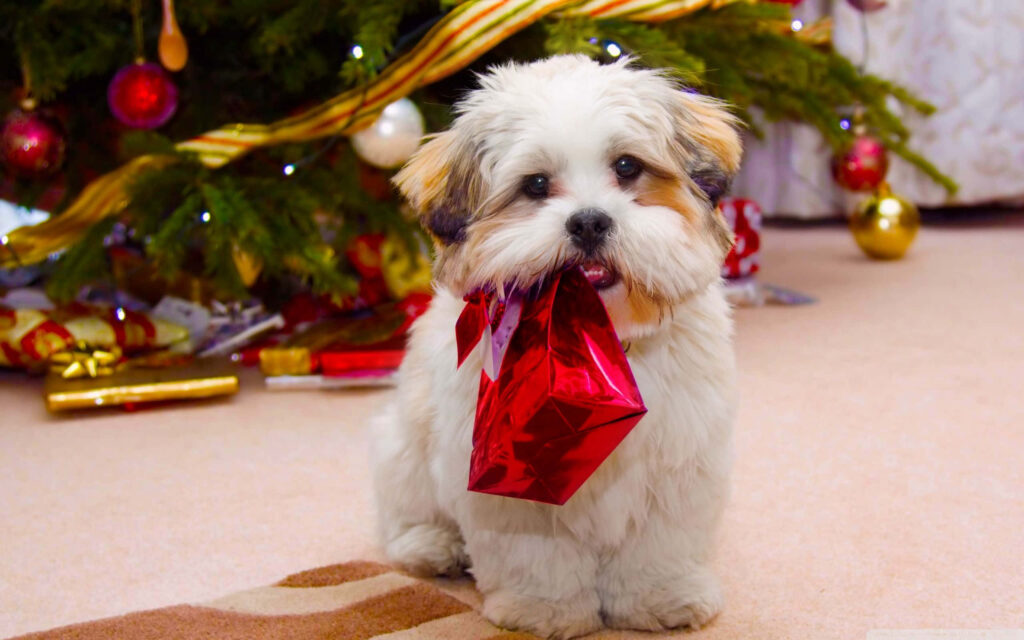 Festive Wallpaper: Fluffy Dog with Red Present & Christmas Tree