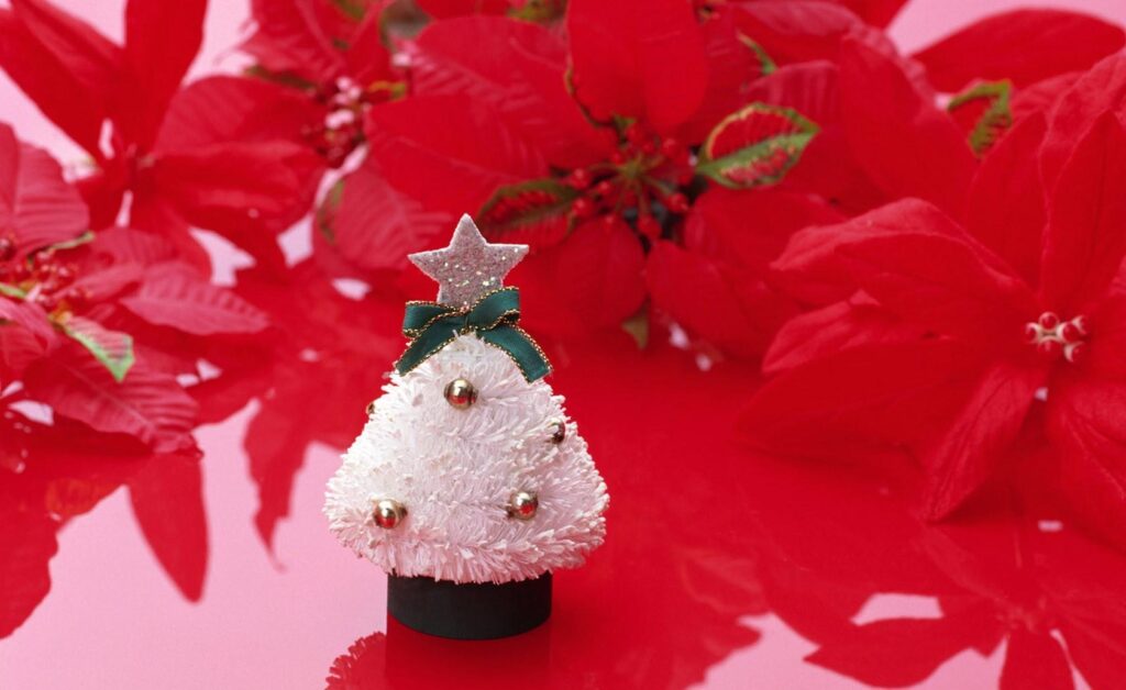 Miniature White Christmas Tree with Poinsettias – Festive Holiday Background Wallpaper