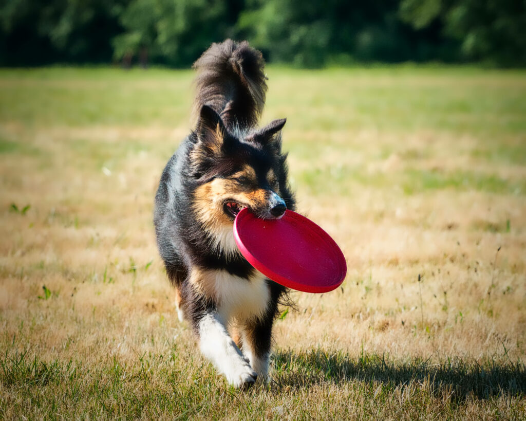 Dazzling Canine Athlete with Frisbee in Vibrant Backdrop Wallpaper