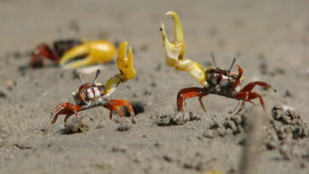 Close-up of male fiddler crabs displaying large bright yellow claws on sandy beach wildlife wallpaper