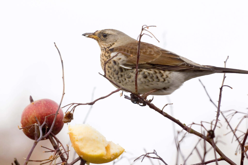 Fieldfare Thrush on Branch with Apples – Serene Nature Wallpaper