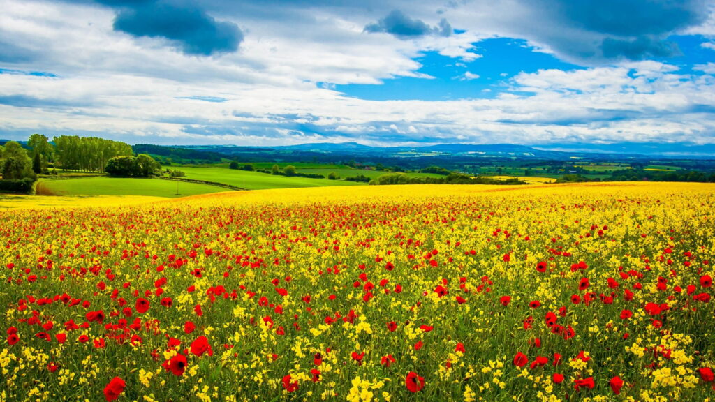 4K vibrant spring meadow wallpaper with red poppies yellow wildflowers and rolling hills background