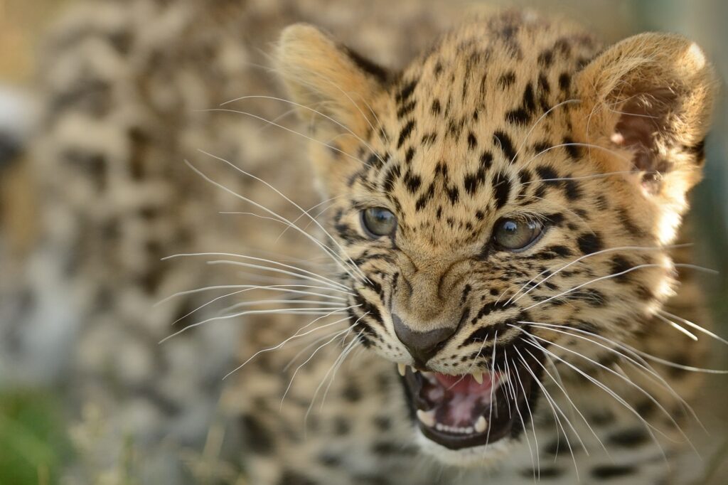 Fierce Amur Leopard Cub: Captivating Expression in Nature Wallpaper