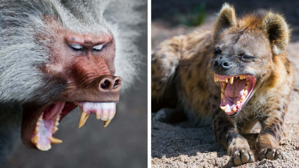 Fierce Baboon & Hyena Close-Up Wallpaper: Wild Intensity Captured