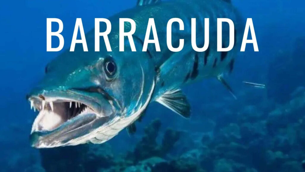 Fierce barracuda with sharp teeth swimming through deep blue ocean underwater wallpaper background