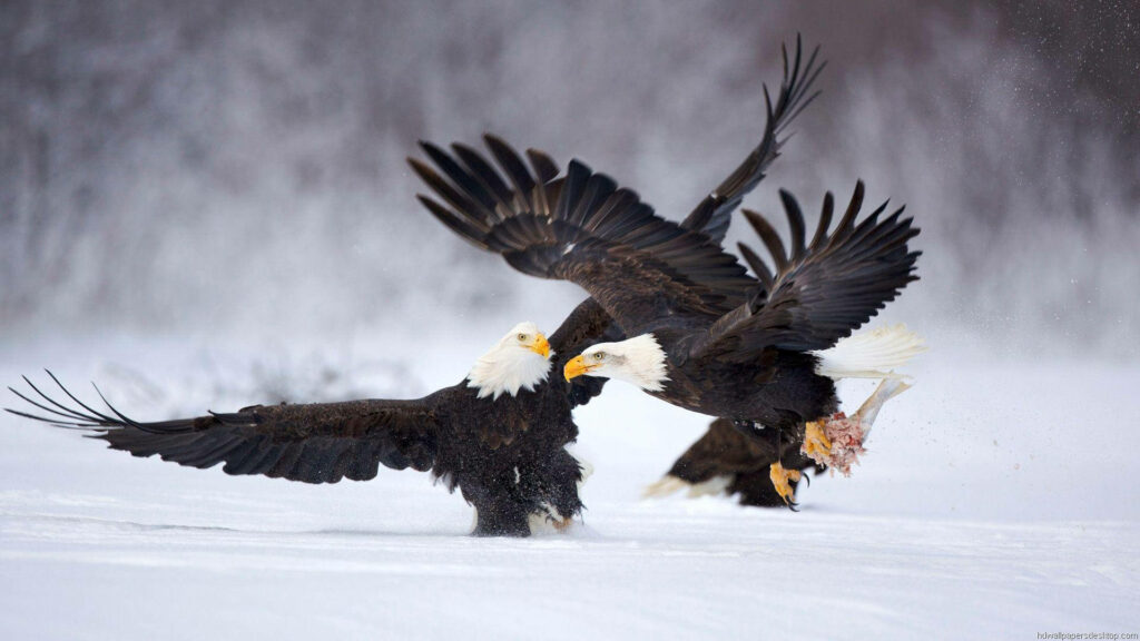 Clash of Majestic American Eagles: Breathtaking Snowy Showdown Wallpaper
