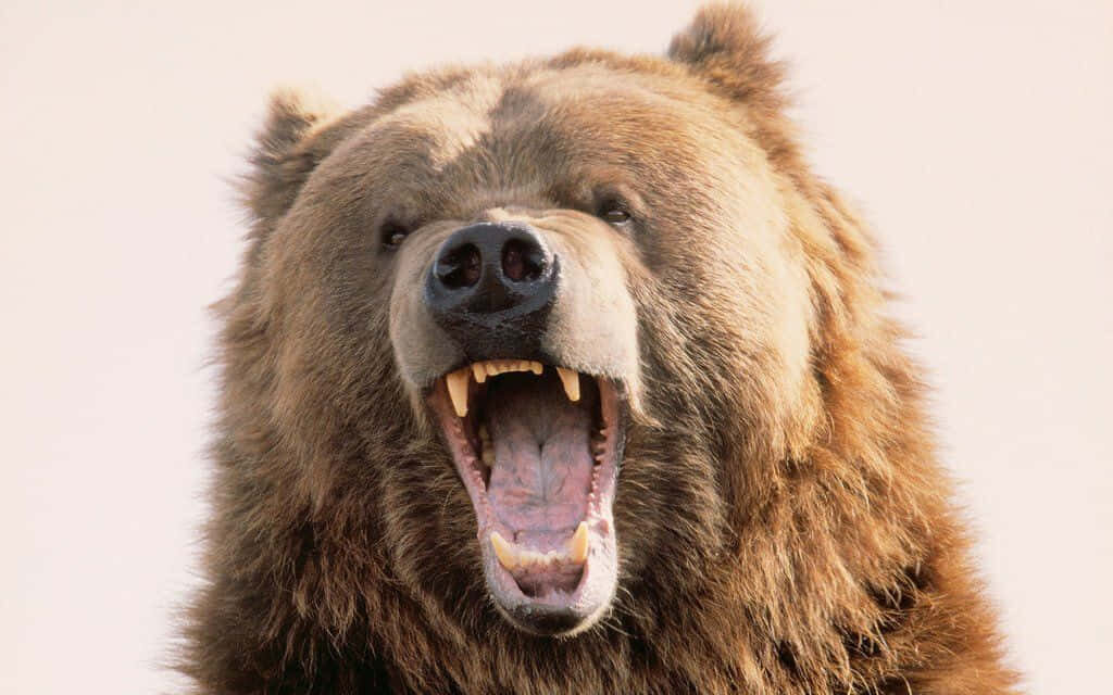 Intense Bear Roaring Wallpaper - Nature's Raw Power Background