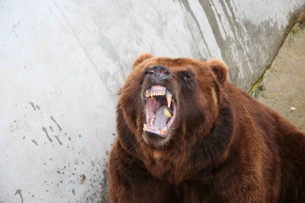 Intense Close-Up of Aggressive Bear with Sharp Teeth on Neutral Background Wallpaper