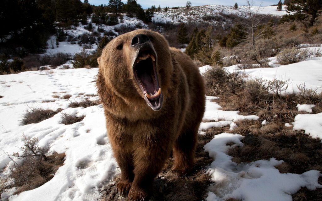 Fierce Bear in Snowy Wilderness: Powerful Nature Wallpaper