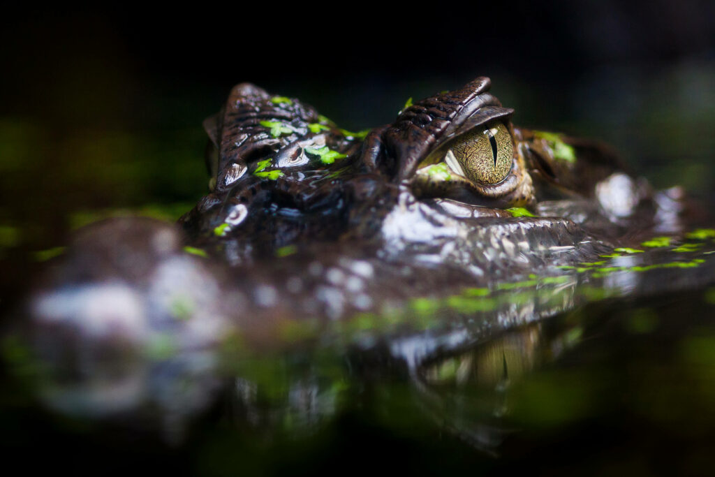 Fierce Caiman Eyes: Captivating Close-Up Water Wallpaper