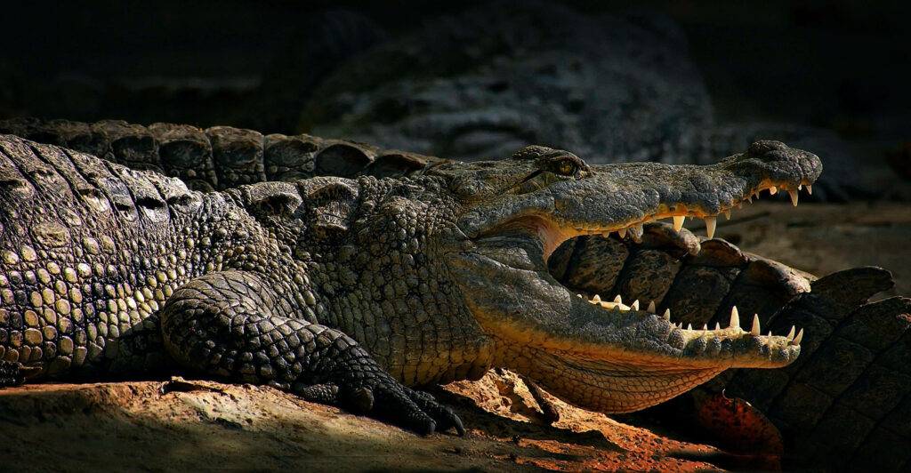 Fierce Caimans: Powerful Jaws & Sharp Teeth in Natural Habitat Wallpaper