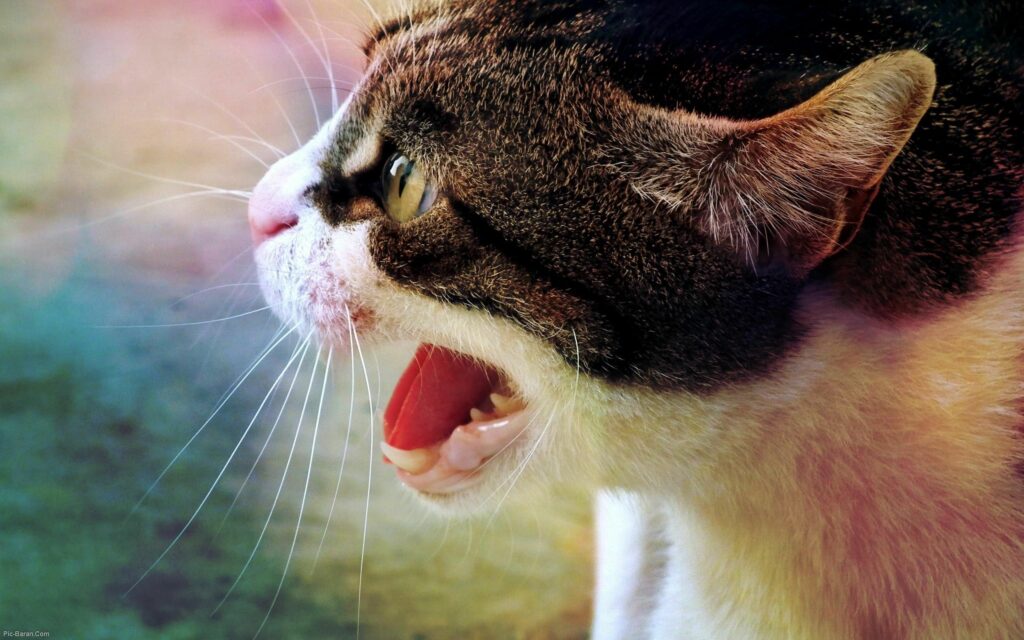 Fierce Cat Close-Up: Intense Expression with Colorful Background Wallpaper